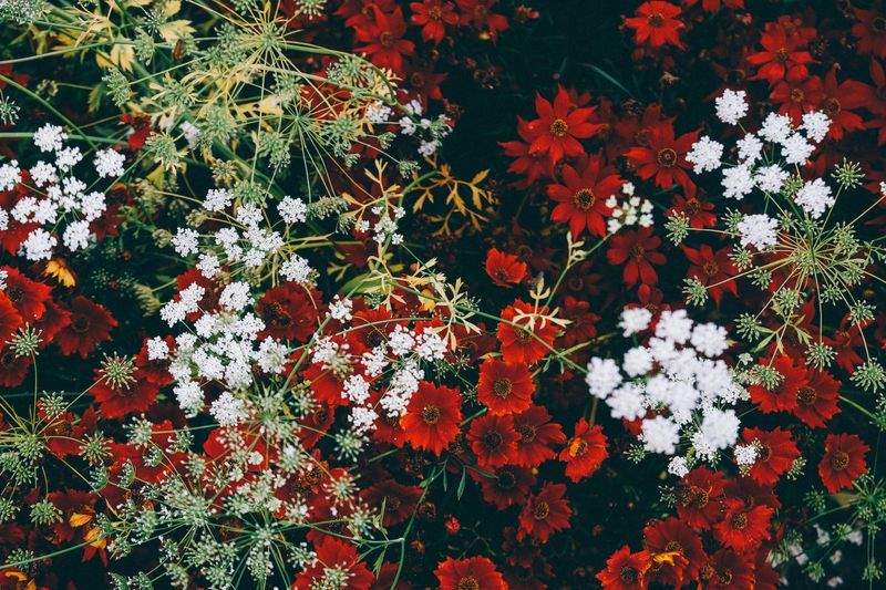 Maple Bloom Garden Co.