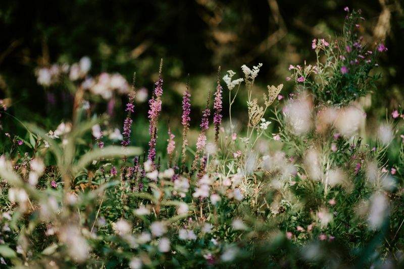 Choosing Plants That Thrive in Shaded Spaces